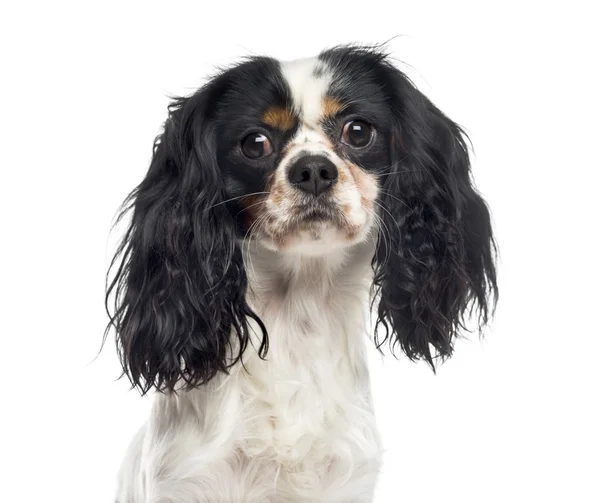 Nahaufnahme eines Kavalierkönigs, Karl Spaniel (1 Jahr alt)) — Stockfoto