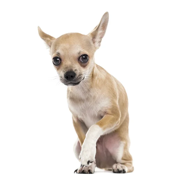 Verängstigter Chihuahua — Stockfoto