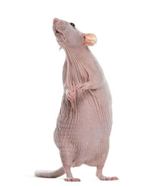 Hairlesss rat — Stock Photo, Image