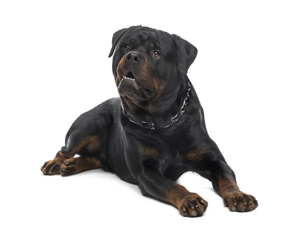 Rottweiler (3 años) ) — Foto de Stock