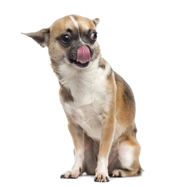 Chihuahua (1 rok starý) lízání — Stock fotografie