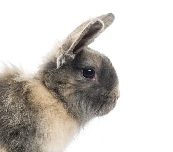 Närbild av en kanin (4 månader gammal) — Stockfoto