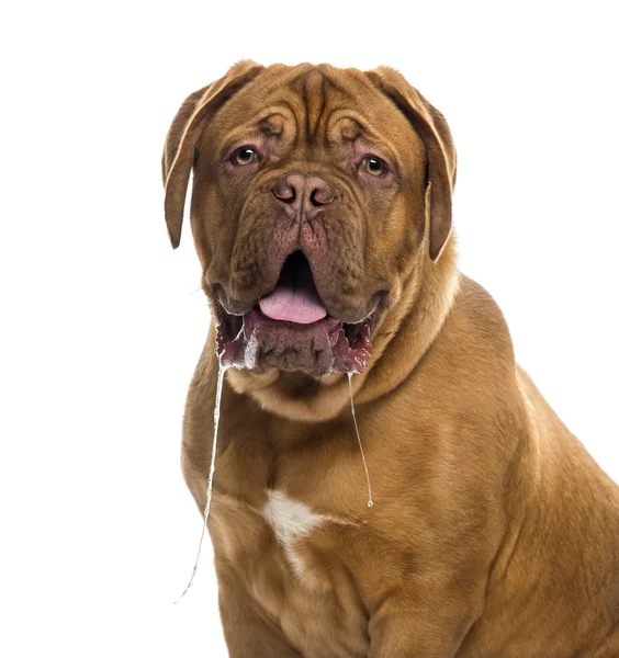 Närbild av en Dogue de bordeaux dreglar (6 månader gammal) — Stockfoto