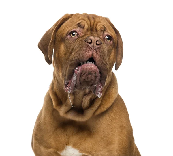 Close-up van een Dogue de bordeaux kwijlen (6 maanden oud) — Stockfoto