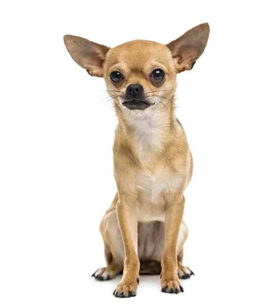 Chihuahua — Stok fotoğraf