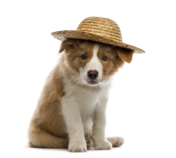 Chiot Border Collie portant un chapeau de paille — Photo