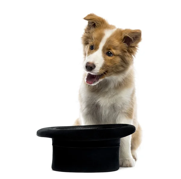 Frontera Collie cachorro sentado detrás de un sombrero de copa —  Fotos de Stock