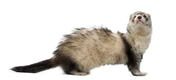 Old ferret — Stock Photo, Image