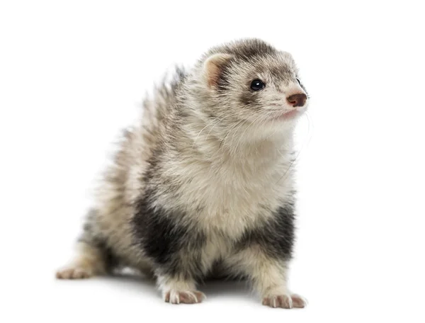 Oude ferret — Stockfoto