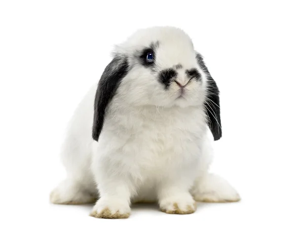 Lop rabbit — Stock Photo, Image