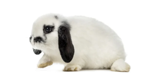 Lop кролик — стокове фото
