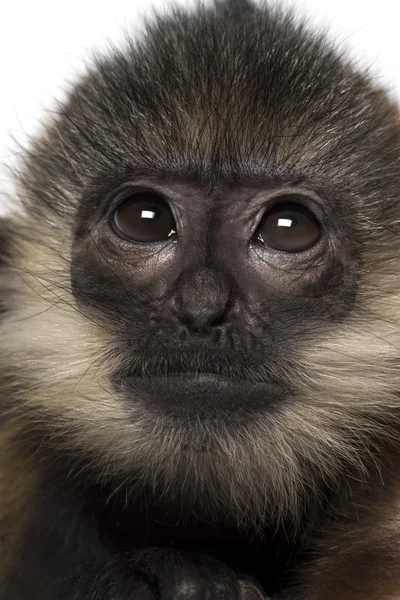 Close-up of a baby Francois Langur (4 months) Royalty Free Stock Images