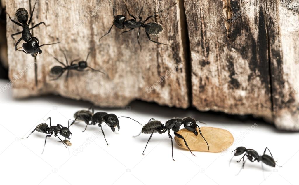 Как избавиться от мелких муравьев в доме. Японский муравей-древоточец. Муравьи древоточцы гнездо. Муравей древоточец с крыльями. Карпентер муравьи.