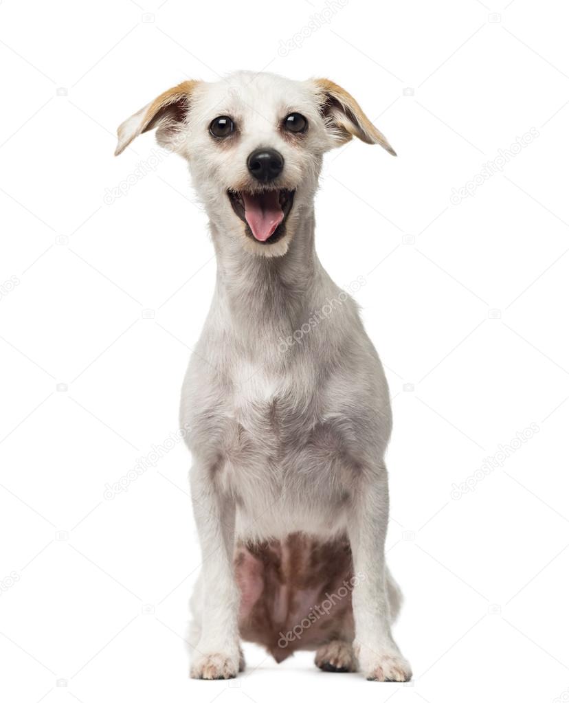 Crossbreed dog (18 months old)