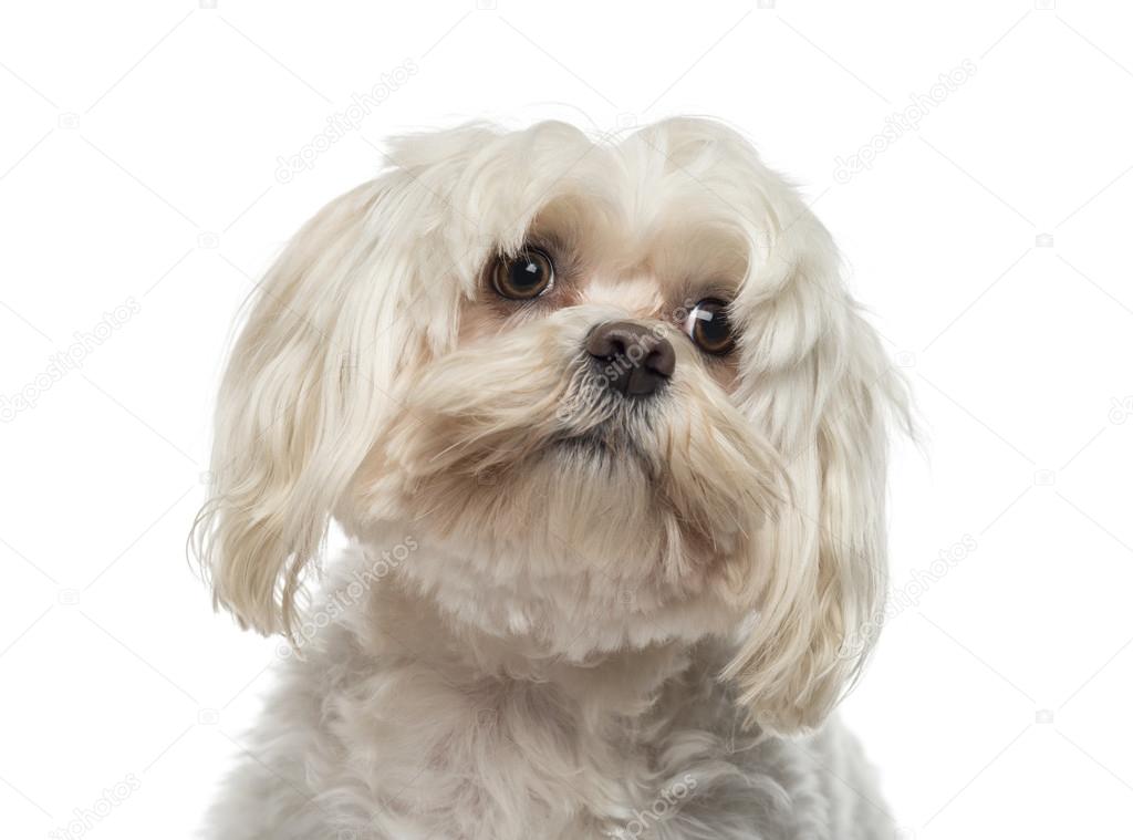 Close-up of a Maltese (6 years old)
