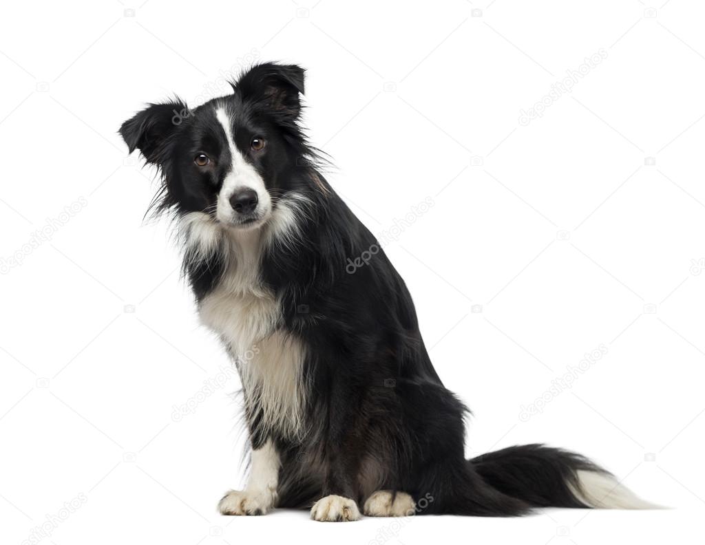 O my Border Collies -- About Us