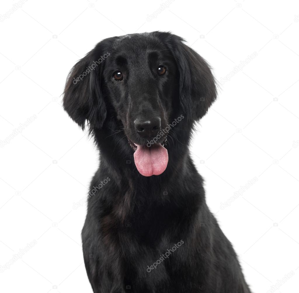 white flat coated retriever