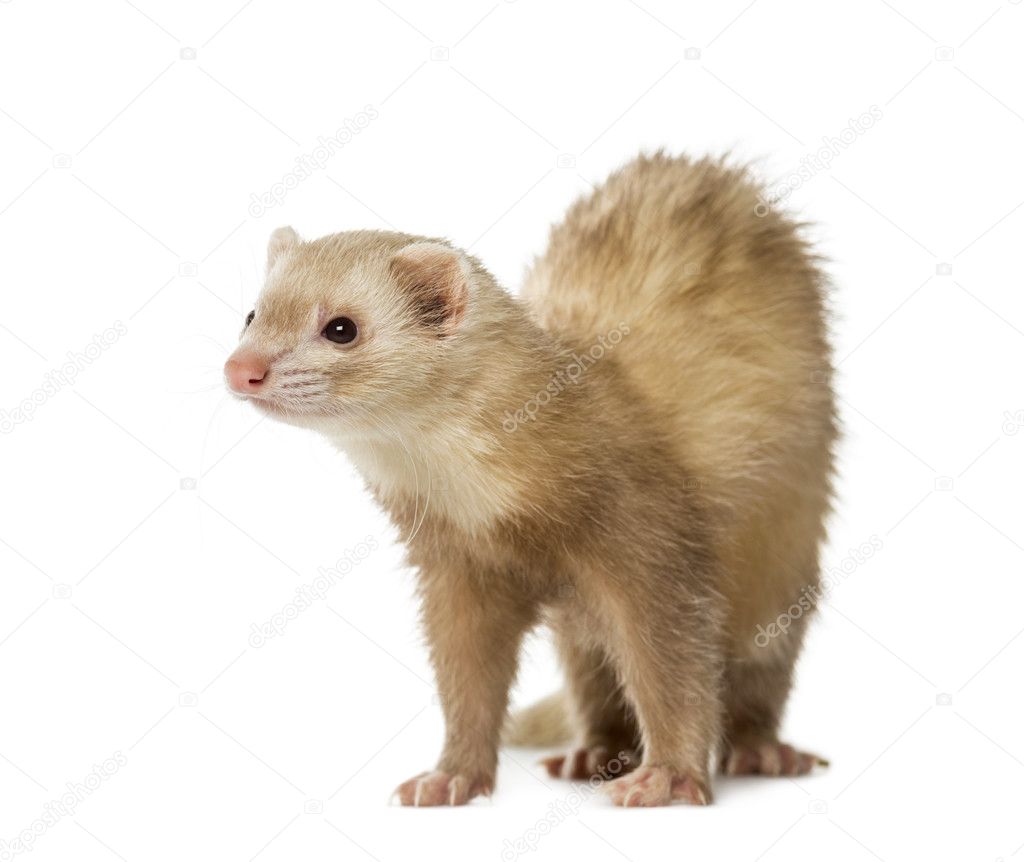 Ferret (2 years old)