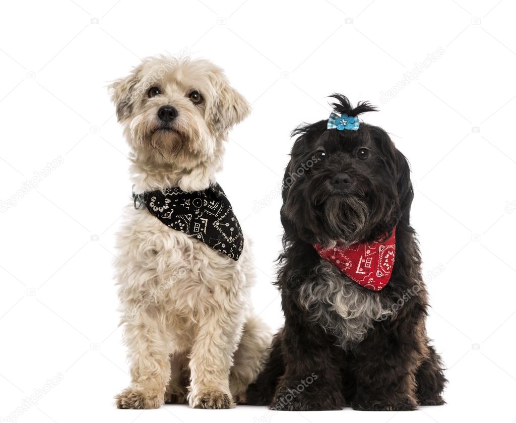 Two crossbreed dogs wearing a scarf