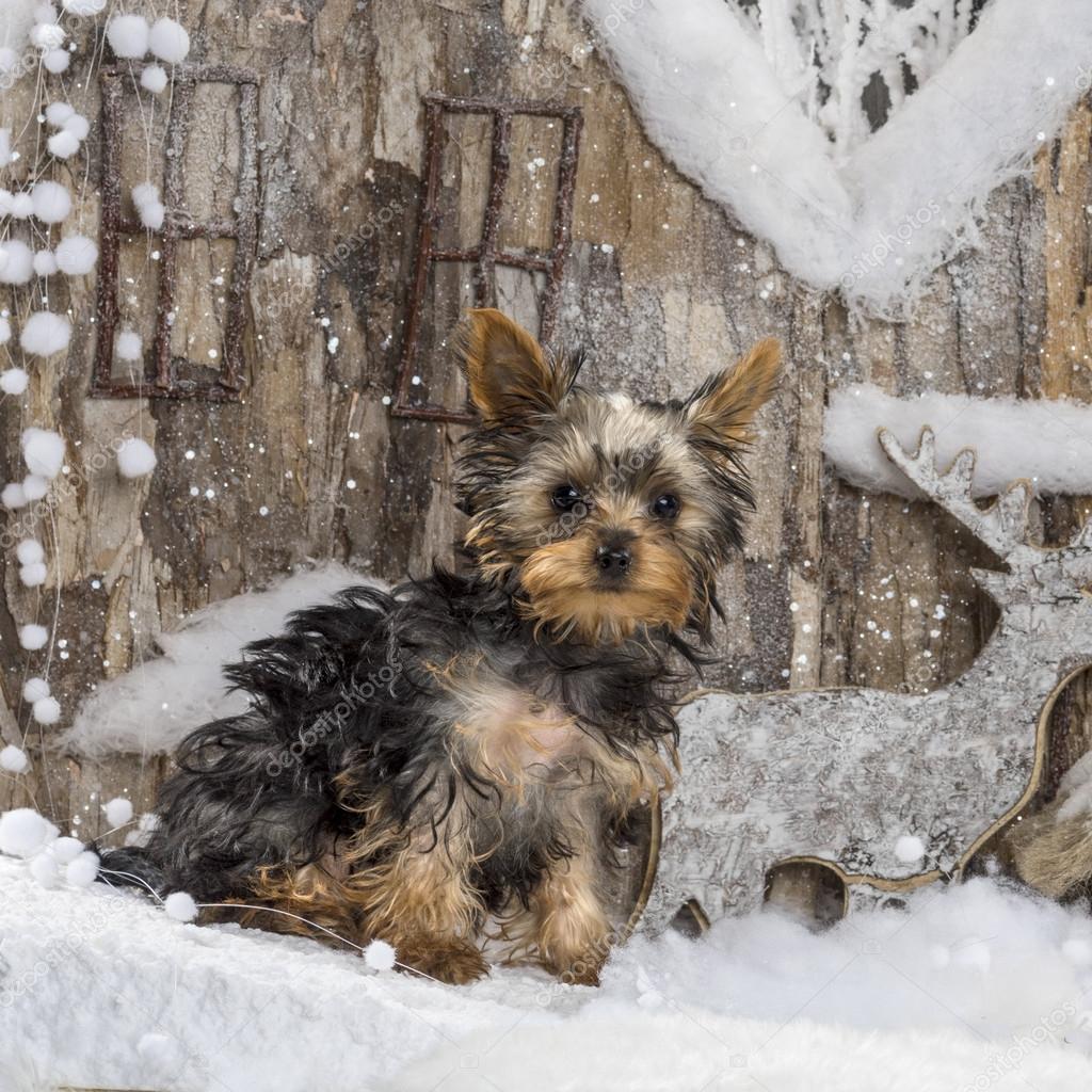 Portrait d'un chien dans une forêt enneigée — Photographie ...