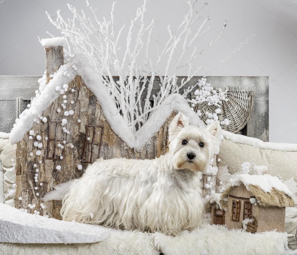 West Highland White Terrier in front of a Christmas scenery
