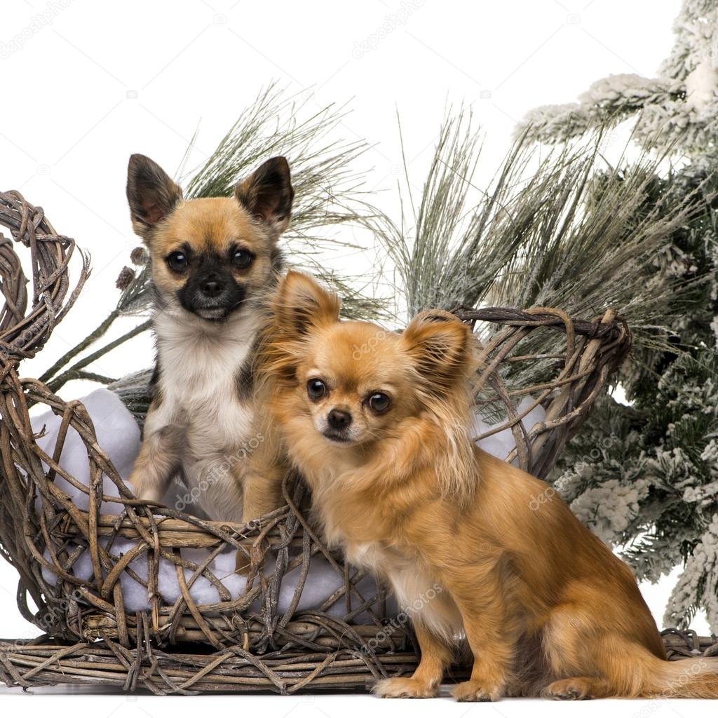 Two chihuahuas in front of a Christmas scenery