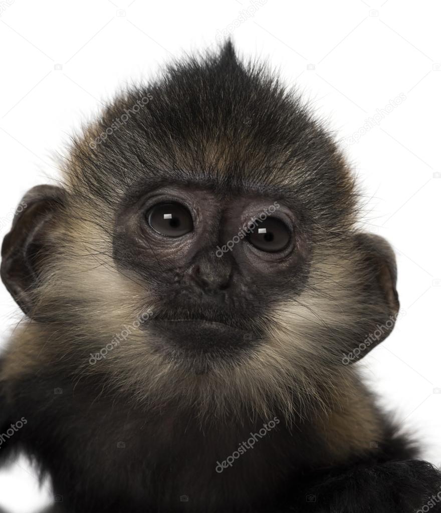 Close-up of a baby Francois Langur (4 months)