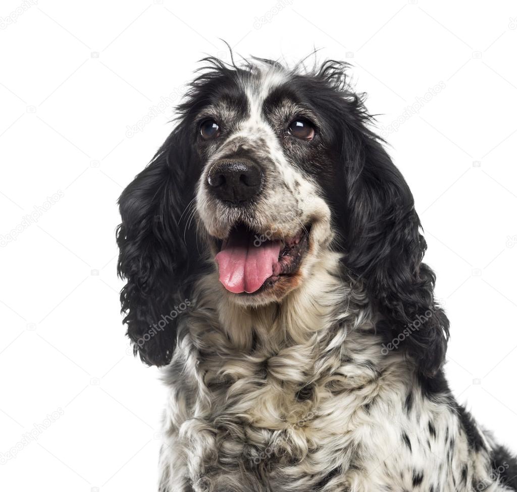 Close-up of an English Cocker Spaniel (12 years old)