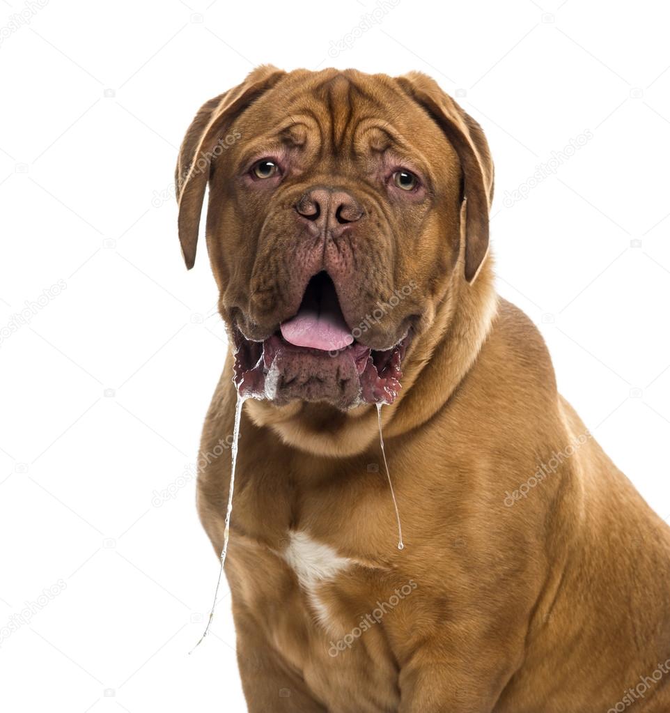 Nærbilde av en Dogue de bordeaux som sikler (6 måneder gammel ) – stockfoto  © lifeonwhite #64395853, image size:962x1023