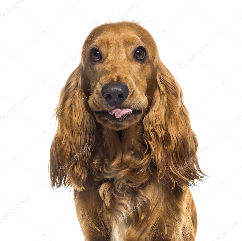 Close-up of an English Cocker Spaniel (1 year old)