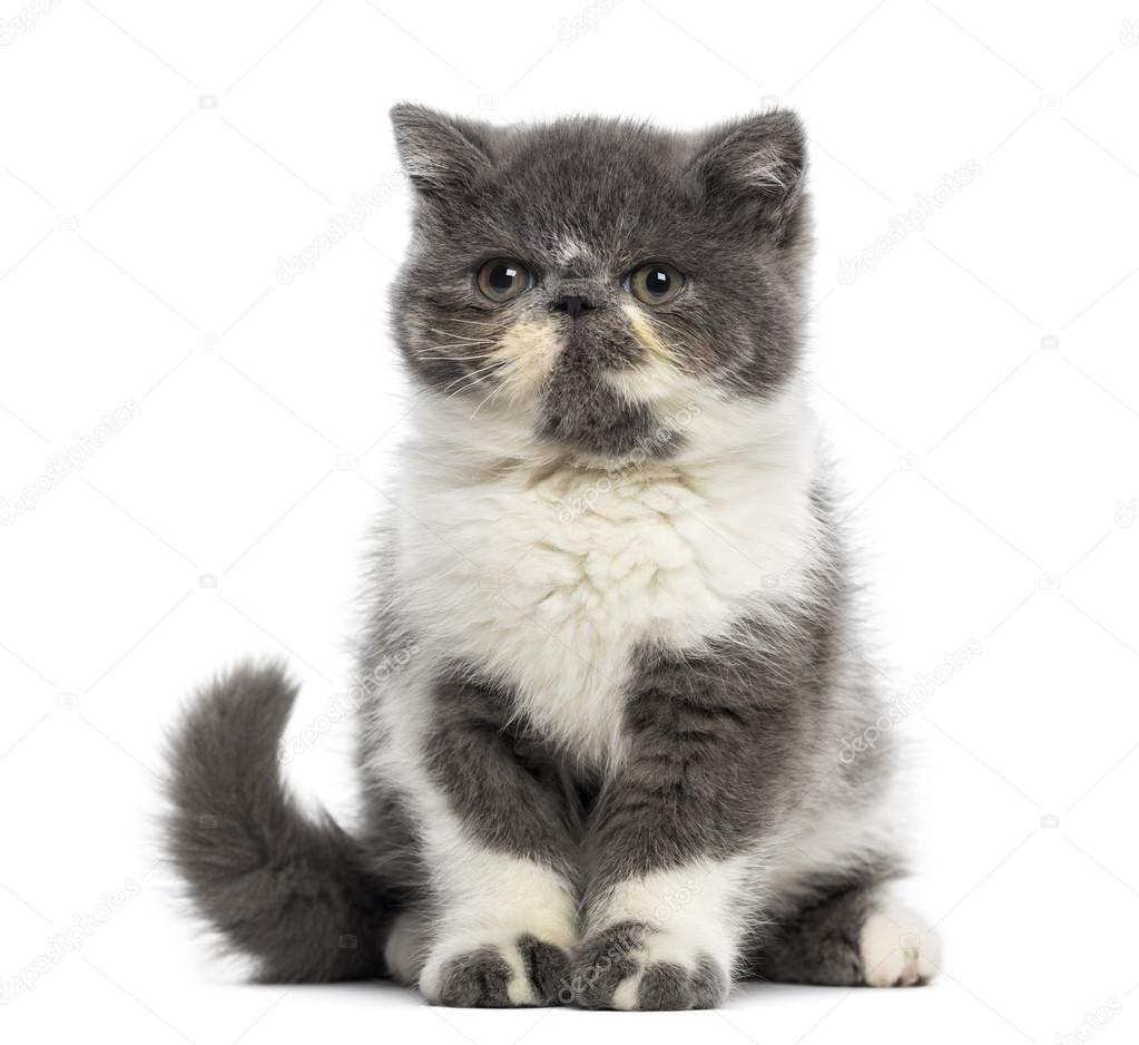 Exotic Shorthair Kitten 3 Months Old Stock Photo C Lifeonwhite