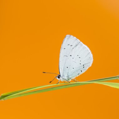 Holly mavi, çimen önünde bir bıçak üzerinde Celastrina argiolus