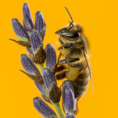 Bal arısı bir lavanta turuncu bir adam önünde yiyecek arama