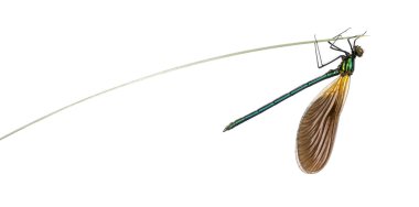 Erkek güzel telli, Calopteryx Başak, bir bıçak çimen
