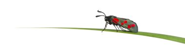 6-spot burnet, çimen fr içinde bir bıçak üzerinde Zygaena filipendulae