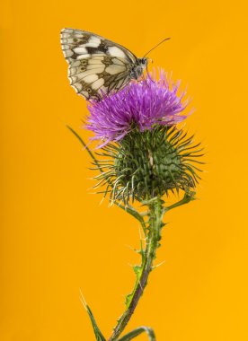 Thistle önünde üzerinde mermer beyaz, Melanargia galathea bir 