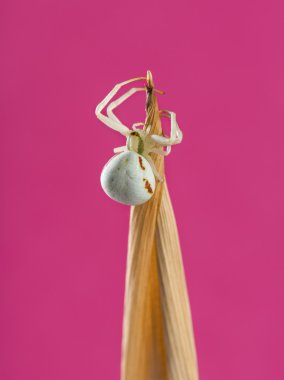 Altın .yengeç örümceği, Misumena vatia, bir bıçak çimen ön