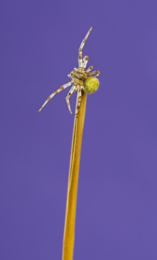 Avrupa Bahçe örümcek, bir bıçak çimen Araneus diadematus 