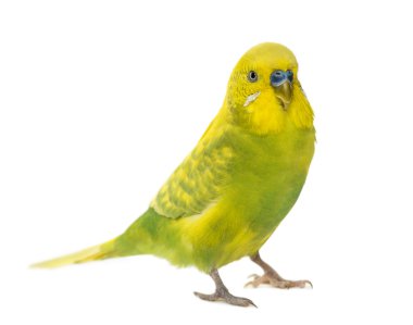 Budgerigar, Melopsittacus undulatus, in front of a white backgro clipart