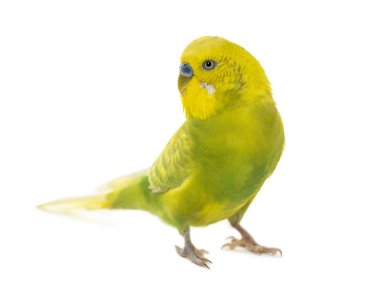 Muhabbet kuşu, beyaz bir backgro önünde Melopsittacus undulatus