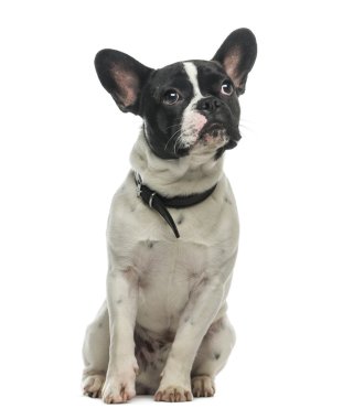 Beyaz bir arka plan önünde Fransız Bulldog (9 aylık)