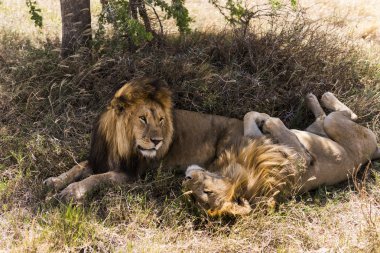 İki aslan yalan, Serengeti, Tanzanya, Afrika