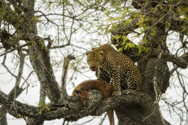 Onun hayvanın avı, Serengeti, Tanzanya, Afrika ile bir ağaçta leopar