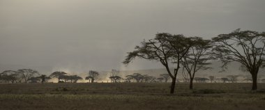 Scenic view on Serengeti National Park, Serengeti, Tanzania, Afr clipart