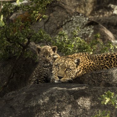 Leoprad ve yavrularını kayaların üzerinde Serengeti, Tanzanya, Afri dinlenme