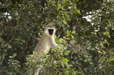Vervet maymun, bir ağaçta, Serengeti, Ta Chlorocebus pygerythrus