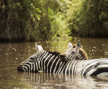 Zebra drinking in a river, Serengeti, Tanzania, Africa clipart