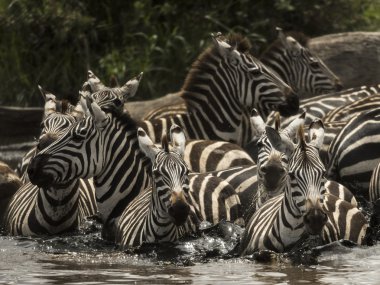 Zebras walking in a river, Serengeti, Tanzania, Africa clipart