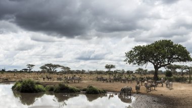Bir nehir, Serengeti, Tanzanya, Afrika ile dinlenme zebralar sürüsü