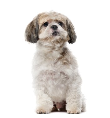 Beyaz arka plan önünde Shih Tzu (8 yaşında)
